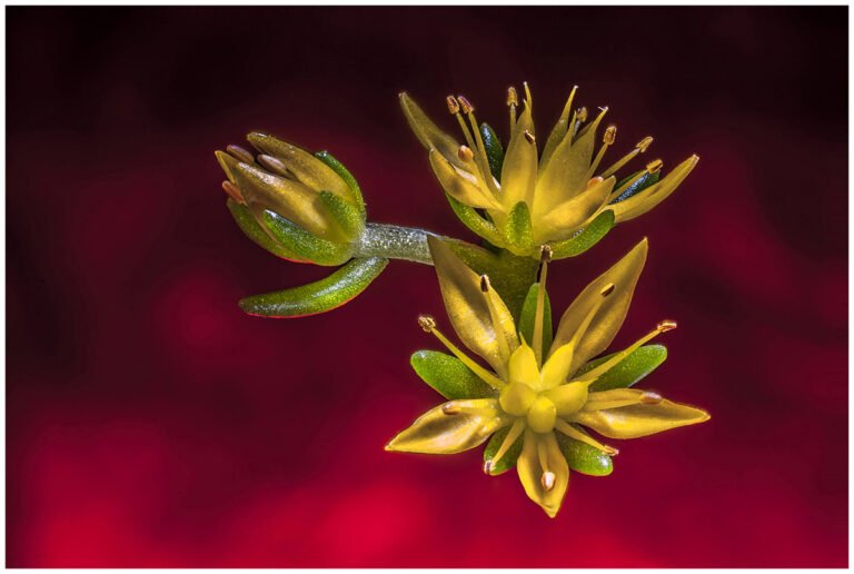 Claudio Machado | The Great Universe of Little Flowers